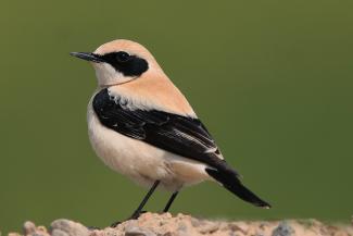 Oenanthe hispanica