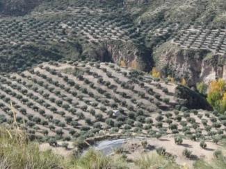 Foment de la bioeconomia i la resiliència climàtica als paisatges mediterrani