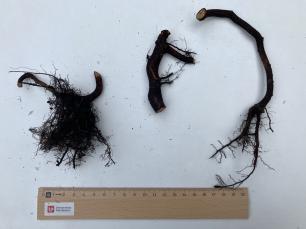 A study reveals that deciduous trees’ roots remain active in winter | CREAF