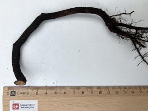 A study reveals that deciduous trees’ roots remain active in winter | CREAF