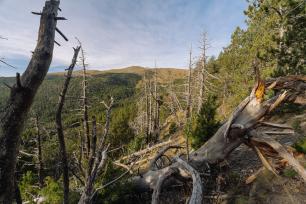 Mortalitat per escolítids al Pallars Sobirà. Imatge: Galdric Mossoll