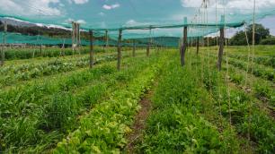 Planeses, Galdric Mossoll CREAF