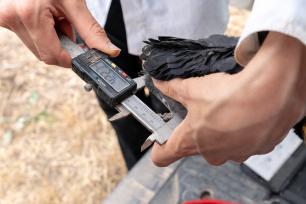 Scientists examining a bird, COGPOP, CREAF. Picture: Galdric Mossoll