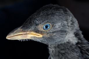 Juvenile jackdaw (Corvus monedula) . COGPOP, CREAF. Picture: Galdric Mossoll
