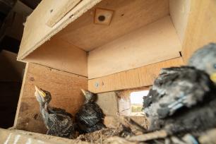 Baby birds in a wooden birdhouse. COGPOP, CREAF. Picture: Galdric Mossoll
