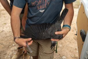 Scientists examining a bird, COGPOP, CREAF. Picture: Galdric Mossoll