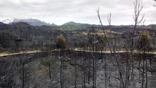Vista del paisatge d'un bosc carbonitzat després d'un incendi.