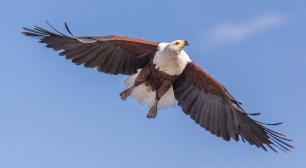 Àguila africana.
