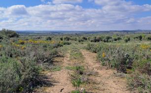 Brolles i cultius a la Reserva Natural Parcial de Mas de Melons.