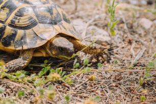 Tortoise on dry land with green plants.