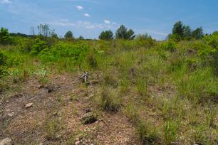 Field with herbaceous and shrubby vegetation with a Mediterranean tortoise and trees in the background, under a blue sky.