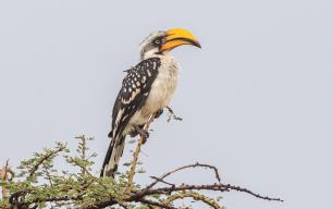 Calau becgroc septentrional o calau becgroc