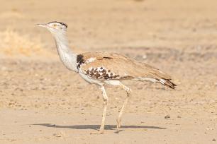 Bird with long legs walking on sand.