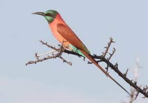 Abellerol escarlata septentrional