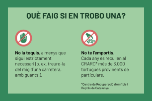 "Don't touch the tortoise" sign and "Don't take the tortoise" sign.