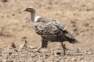 Vulture walking over a brown, rocky surface.
