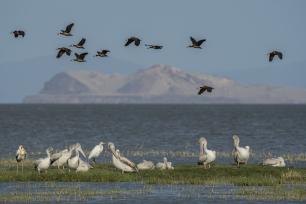 El llac Turkana acull una gran diversitat d'ocells migratoris.