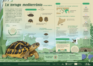 Informative infographic about the Mediterranean tortoise, with a turtle in the foreground.