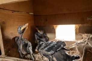 Cries_gralla_Galdric_Mossoll