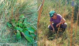 sandra_saura_planta_cornuti_1