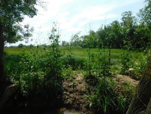 Parceles_aiguamolls_emporda