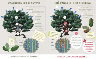 Infografía sobre el sistema hídrico de los árboles y las embolias. 
