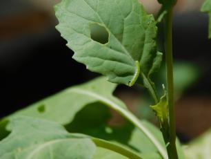 Larva_Pieris_rapae