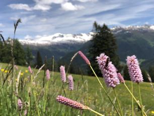 Persicaria_bistorta_(Common bistort)
