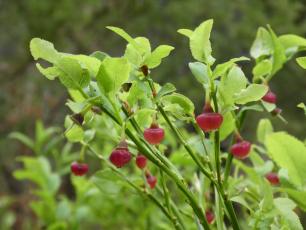 arbust_Vaccinium_myrtillus