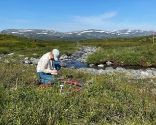 estudis_plantes_Kilpisjärvi