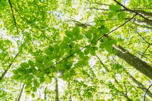Detall del fullatge d’un bosc català