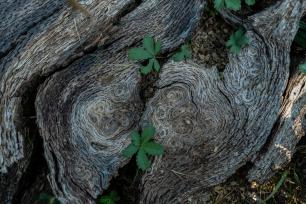 Roure_altagarrotxa_anells