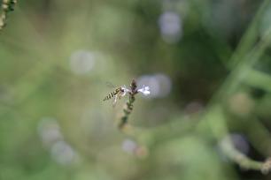 Close-up of a small, delicate flower with blurred background.