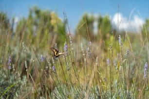 Butterfly on a lavender bush in a field.