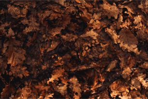 Fullaraca de roure pènol