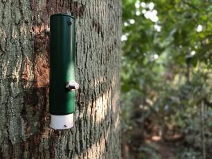 Instal·lació d'un dendròmetre. Autoria Pierre Ploton.