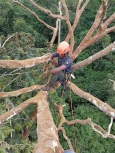  Investigador mesurant paràmetres de l'arbre a projecte CoForFunc