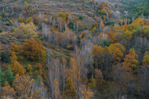 Paisatge de tardor d'un bosc de ribera al Pallars Sobirà. Imatge: Galdric Mossoll 