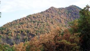 Roureda afectada per sequera a la Farga de Bebié (entre Osona i el Ripollès) aquest 2022. Autoria persona usuària anònima d’AlertaForestal.jpg