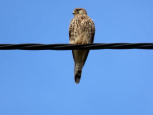 Xoriguer (Falco tinnunculus)
