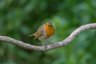 Pit-Roig (Erithacus rubecula) 