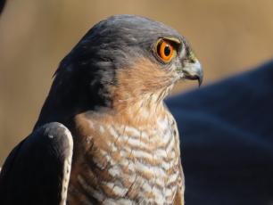 Esparver (Accipiter nisus)