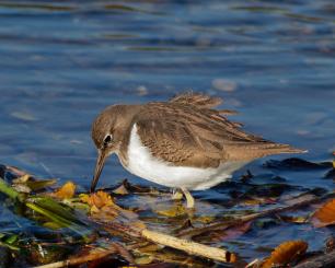 Xitona vulgar (Actitis hypoleucos)