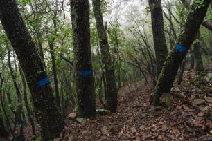 arboles_marcados_diseq