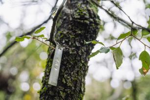 Parcelas_experimentales_Proyecto_Diseq