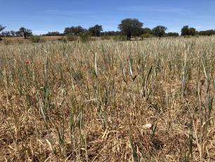 Los Pedroches, I-CISK. 