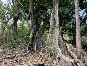 El Dr. Oscar Lanuza tomando medidas en el bosque tropical de Nicaragua. 