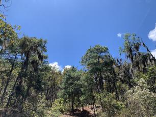 Bosque tropical de Nicaragua