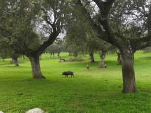 Los Pedroches, I-CISK. 