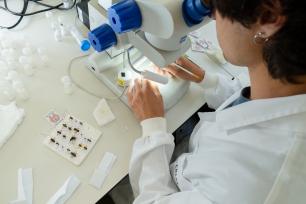 Scientist working at a microscope in a laboratory, examining specimens.